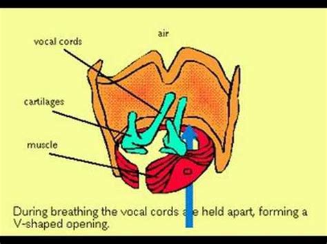 voice box medical term